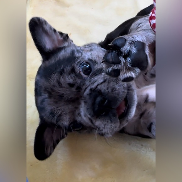 Meet your Posher, Jared - Picture 5 of 5